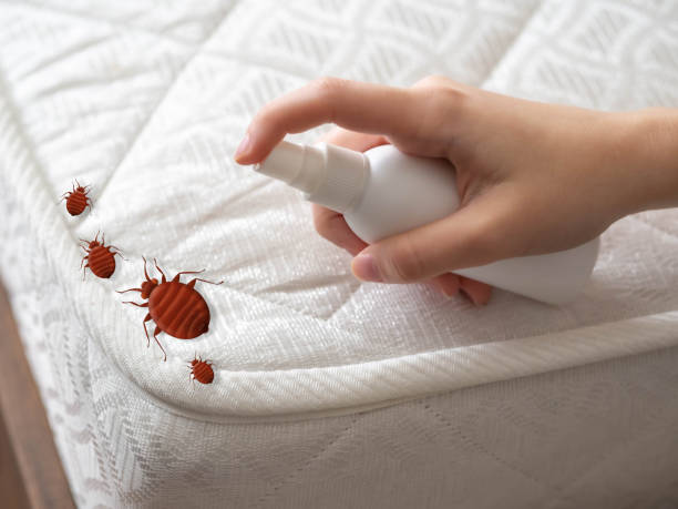 Best Termite Control Services  in Escatawpa, MS